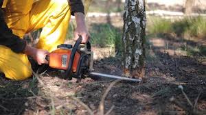 Best Arborist Consultation Services  in Reston, VA