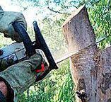  Reston, VA Tree Services Pros