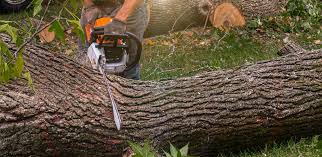Best Firewood Processing and Delivery  in Reston, VA
