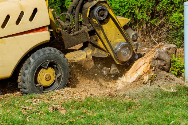 Best Tree Trimming and Pruning  in Reston, VA