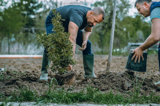 Best Lawn Pest Prevention  in Reston, VA