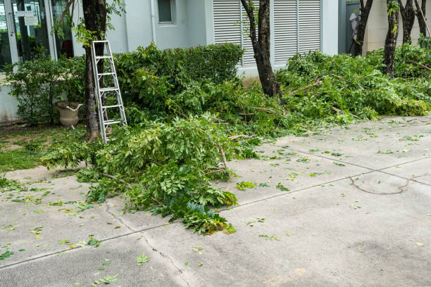 How Our Tree Care Process Works  in  Reston, VA
