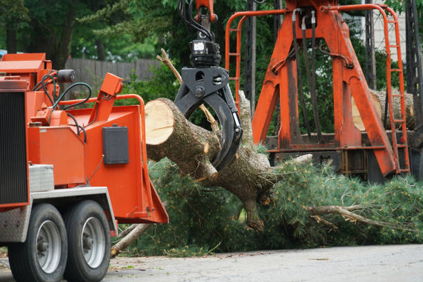 Organic Lawn Care Solutions in Reston, VA