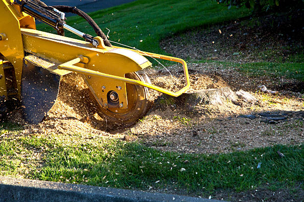 Best Hazardous Tree Removal  in Reston, VA