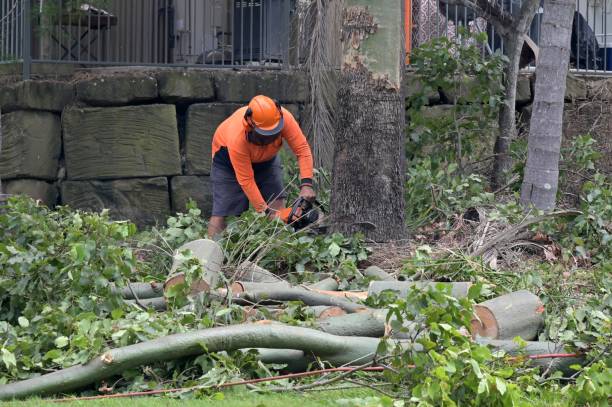 Best Tree Preservation Services  in Reston, VA
