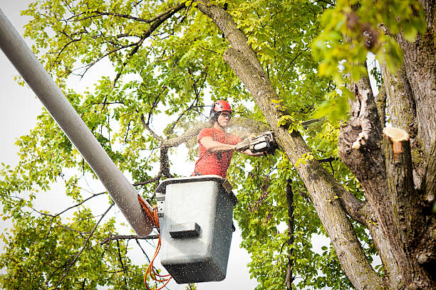 Reston, VA Tree Services Company