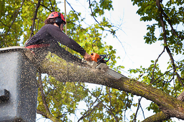 Best Tree Health Inspection  in Reston, VA
